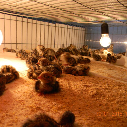 Pui Prepelite Ouatoare(Japoneze)