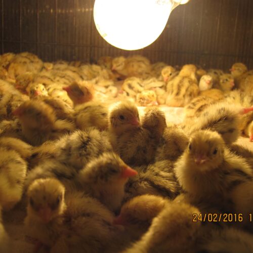 pui de prepelita jumbo gold